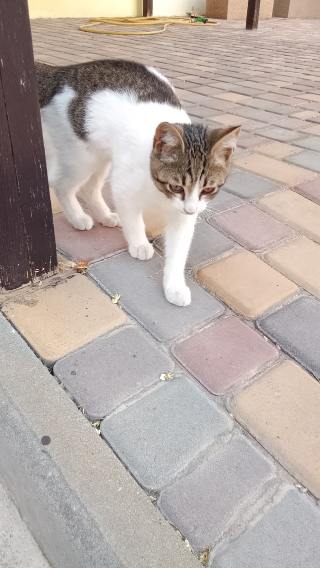 Может кто-то потерял котёнка, он скучает по дому. Хозяе?...