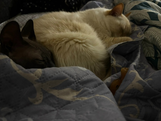 Арчер, немного всрат, но в основном - постельный клоп❤??...