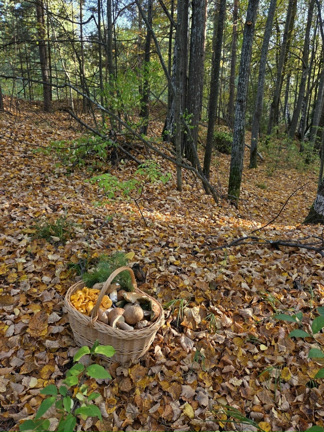 Как думаете есть ли ещё грибы в лесу?
Фото: Ира Мальцев...