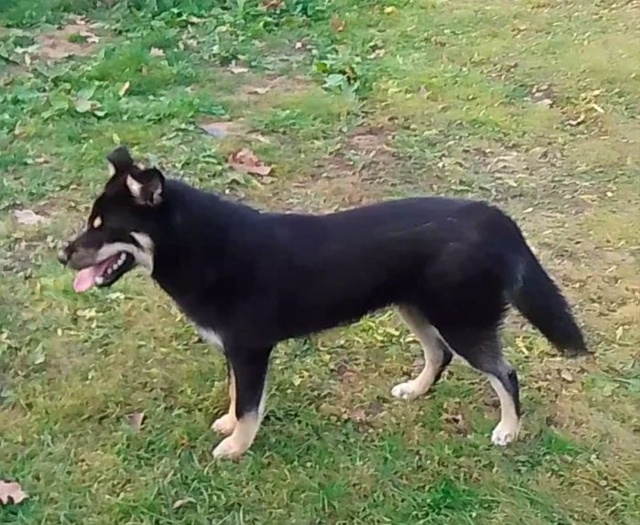 Может кто то ищет собаку. Кобель, на вид около года. Нах?...