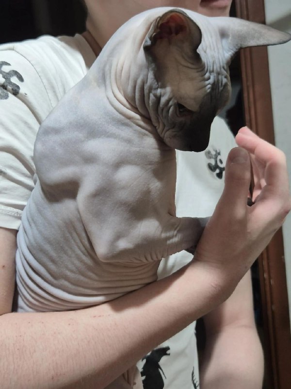 Какой же он мощный