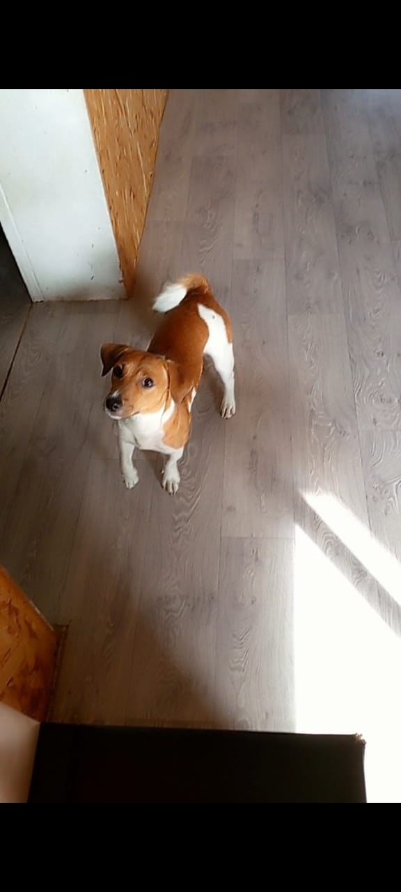 Убежала собачка район Кулешово если кто видел отпиши...