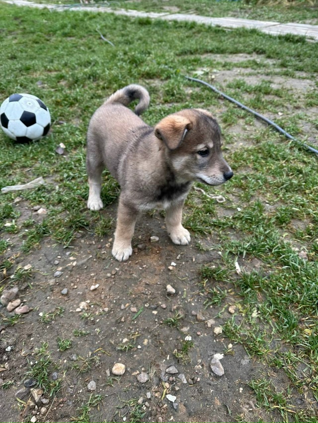 Два чудесных мальчишки😍 метисы ищут дом и ответствен?...