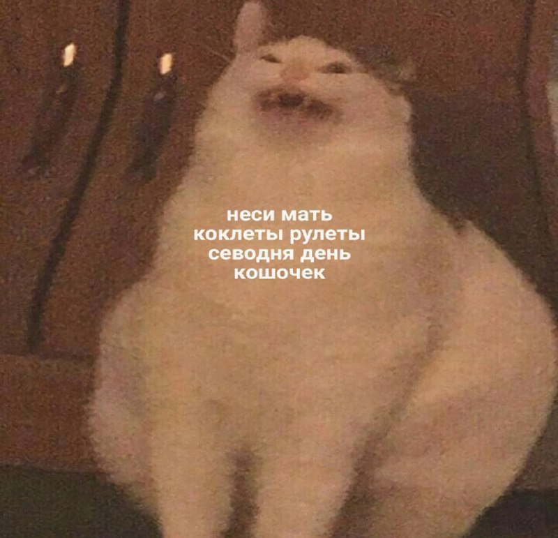 Сегодня отмечается День кошек
Купите своему животяре вкусняшек