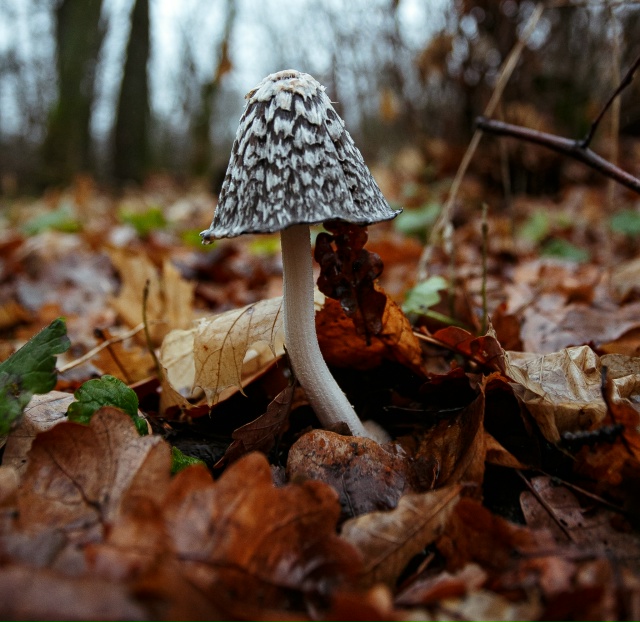 🥰 Осенняя красота в лесах Воронежской области
