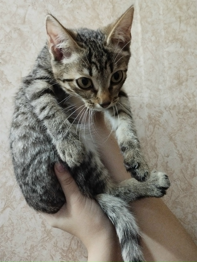 🐱Отдам двух котят, мальчики.Им по пол года,в лоток ход?...