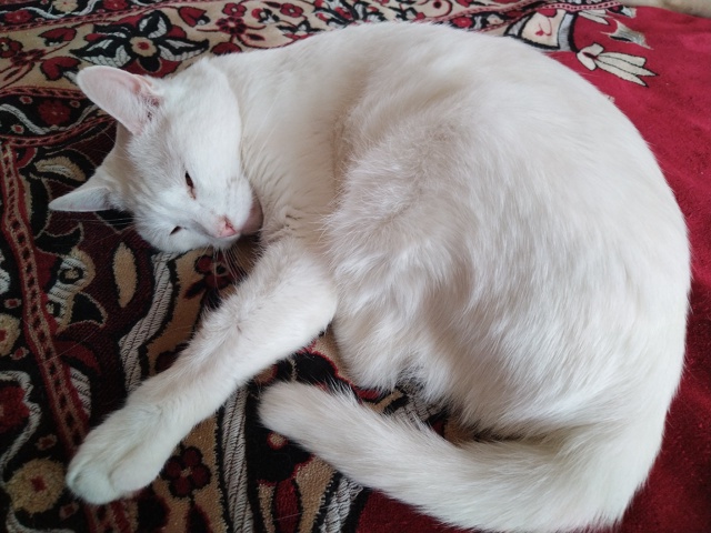 Спят усталые игрушки... Кот Симба 😴