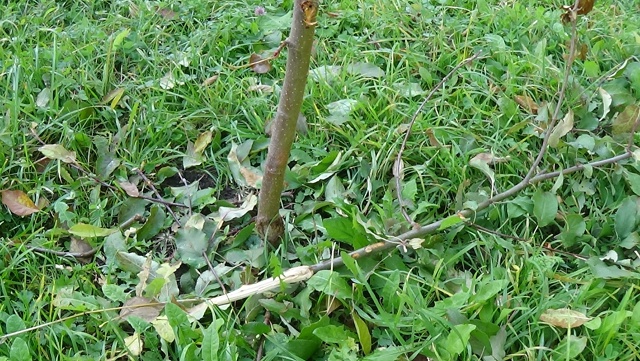 В яблоневом саду на Чайковского вандальные дебилоиды ?...