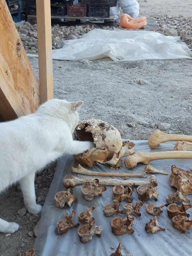 Младшие научные сотрудники ИИМК РАН Беляна и Чума в де?...