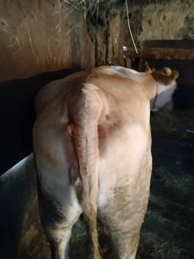 Продам корову с откорма 450р за кг. +7 953 831-79-96.Анон.