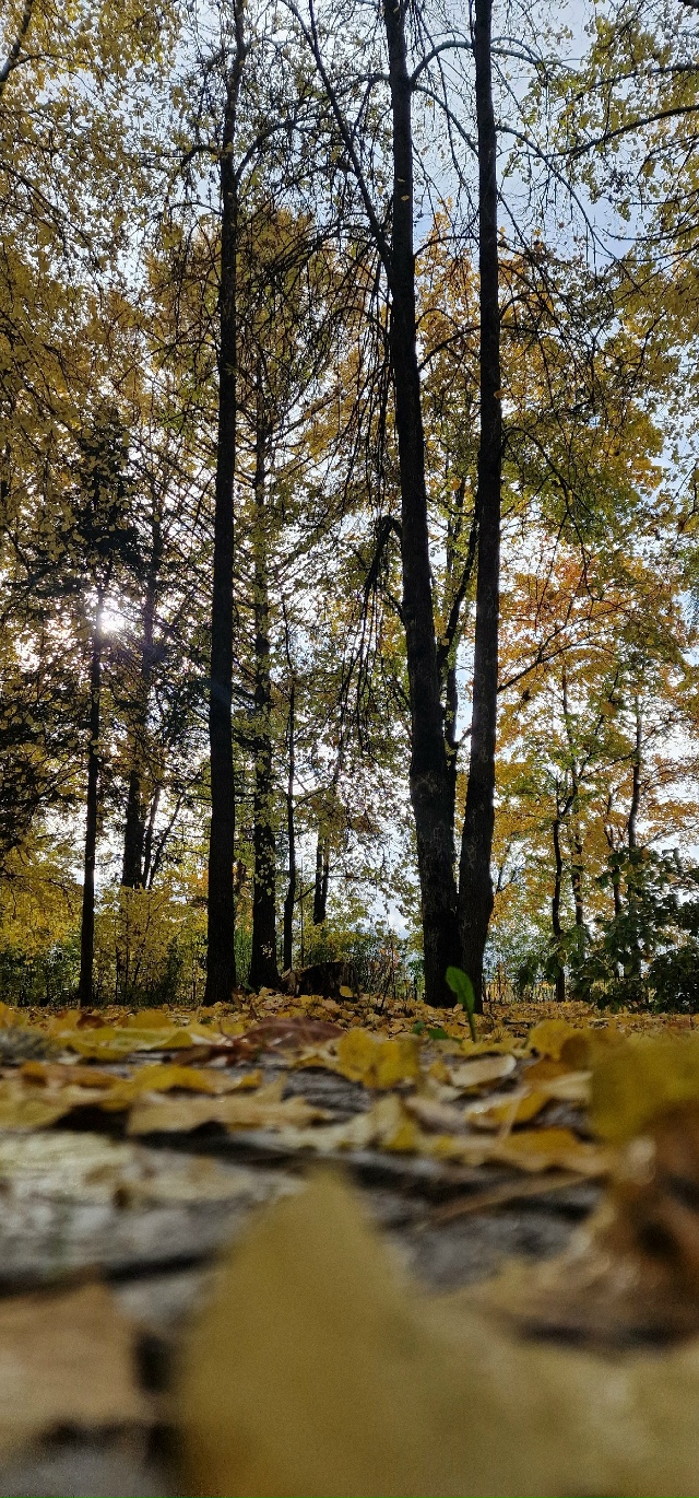 Улыбнись и подумай-какая красивая ОСЕНЬ
Сколько СВЕТА ...