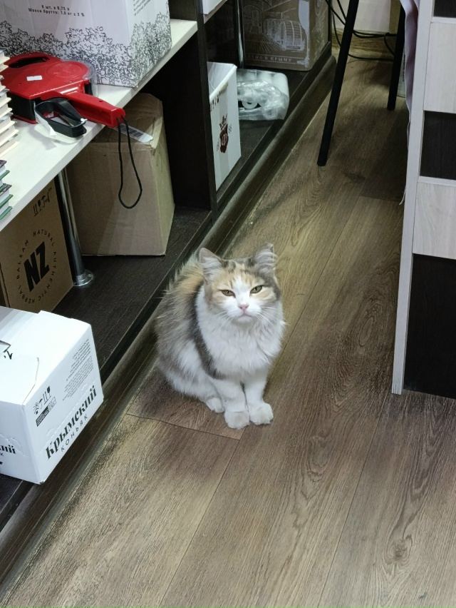 Помощница кассира алкомаркета)