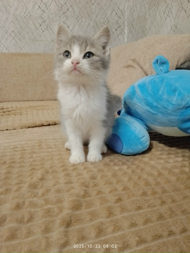 Этот милый, ласковый, воспитанный котик, ждёт своих хоз...