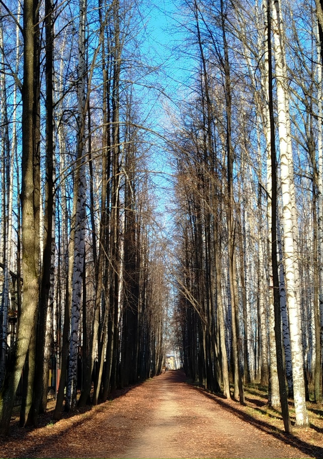 11.11.25г.
побольше бы таких дней, ясных, ярких и красивых!!!...