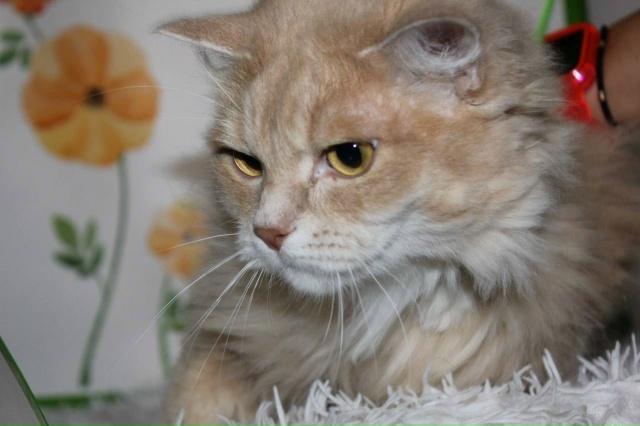 🐾 Кекс ищет дом
Этого котика жизнь уже успела испыта?...