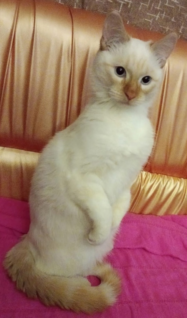 Кот Семён❤️