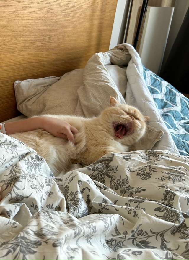 Сажик. Солнечный котик-экзотик. Постоянно на чиле. Если...