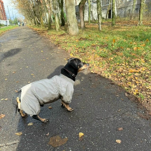 Кто потерял друга? Плачет на Ленина 28 недалеко от столо...