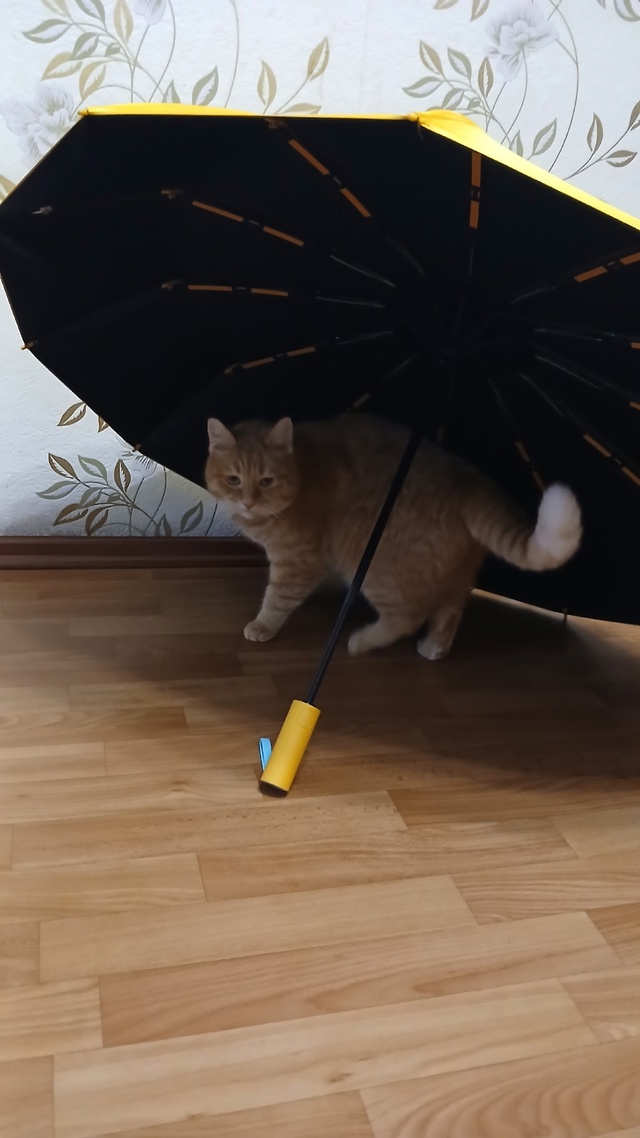 Кот Рыжик ходить под зонтом.