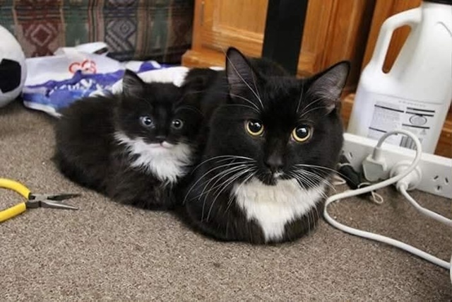 Коты и кошки и их мини-копии)❤