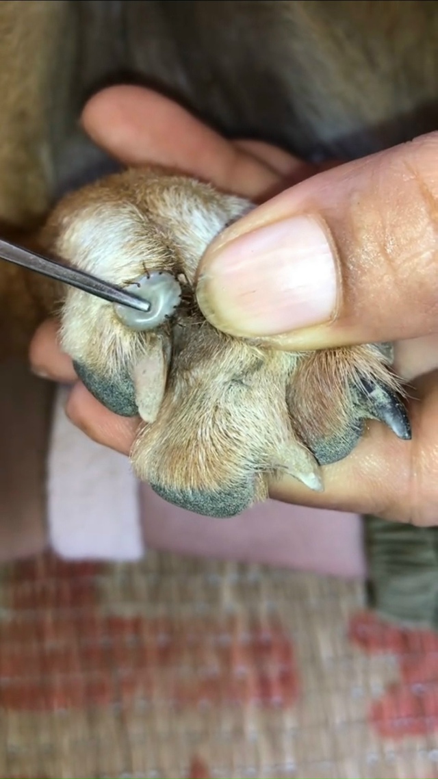 ОСТОРОЖНО, НА УЛИЦАХ ЕЩЁ ЕСТЬ КЛЕЩИ‼️
Вчера со своей ?...