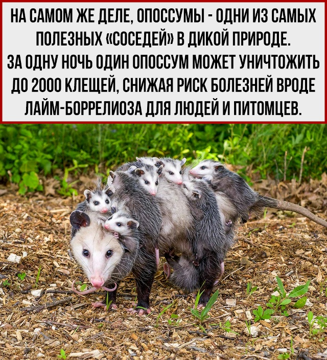 Не странный, а полезный.
Развеиваем мифы об опоссумах.