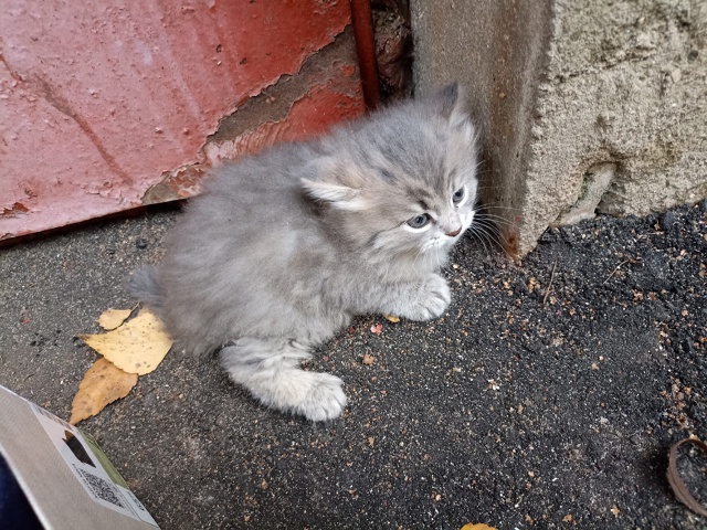 Выкинули котёнка.
Красивый. Может кому-то нужен? Кричи?...