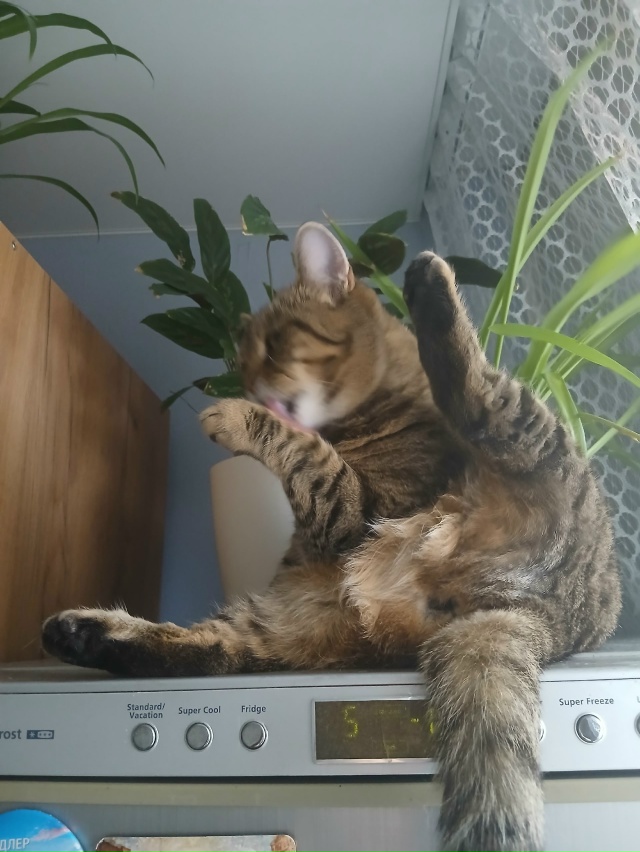 #Ева
Ног много, а язык один - странная конструкция