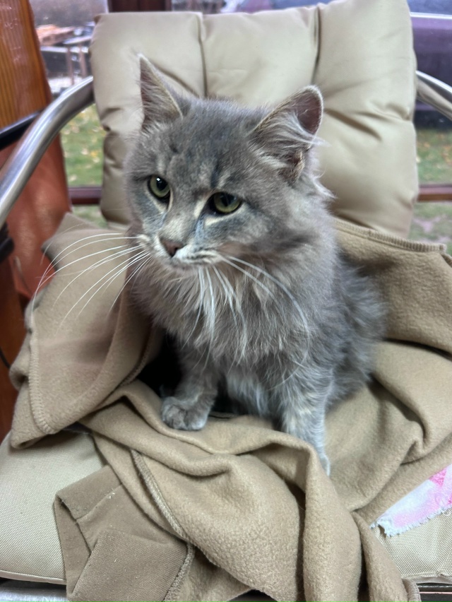 Пришла кошечка-малышка к нам на дачу🐈 Очень нежная и л...