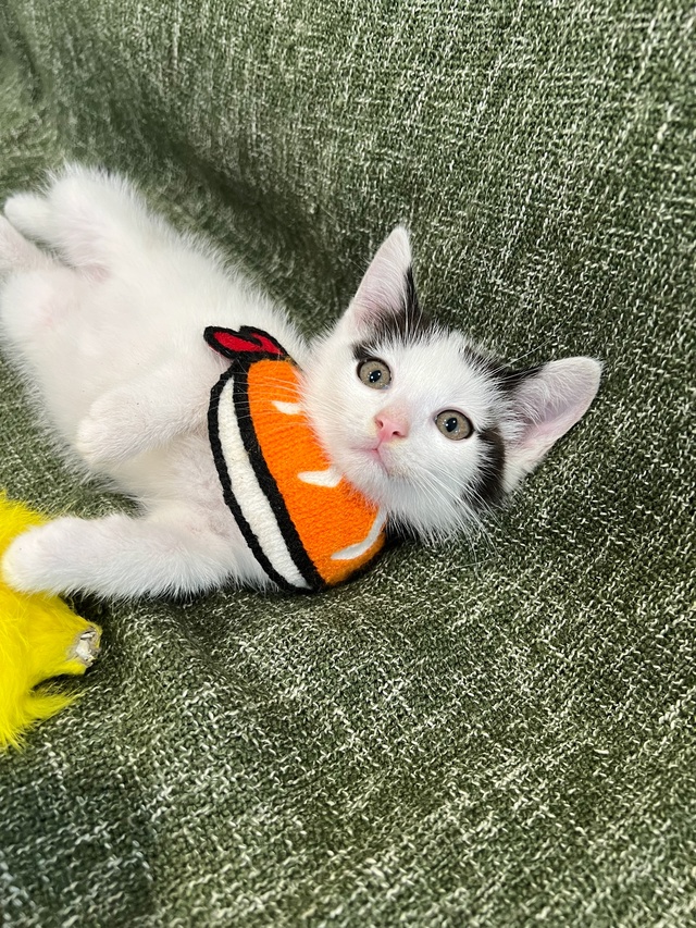 Котёнок мальчик 1,5 месяца ищет дом😌
Приучен к лотку, о?...