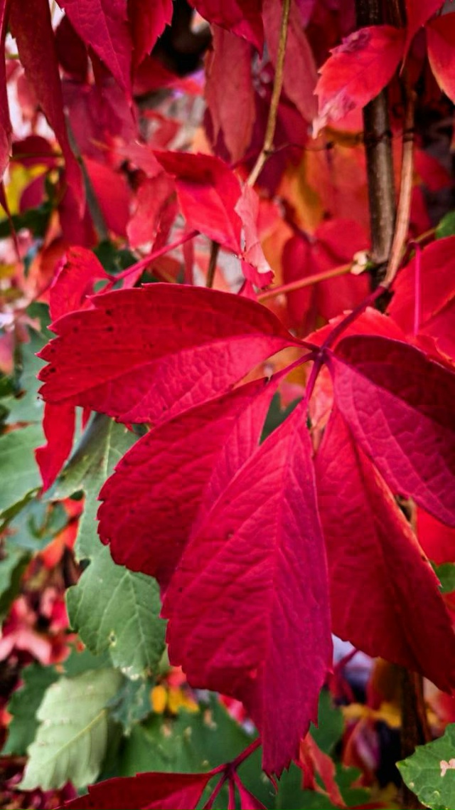 🎨 Краски осени в Свердловске
От подписчиков