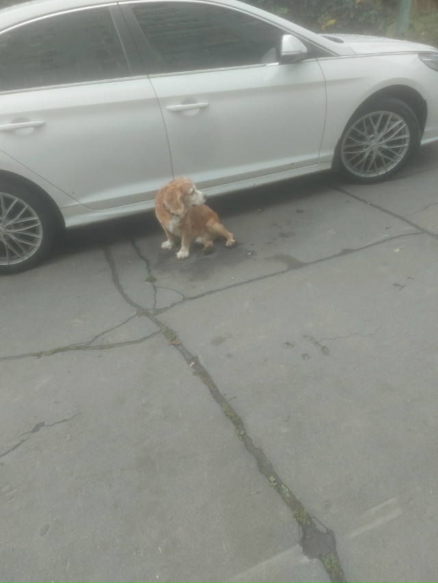 Видимо потерялась собачка. Коломна. Находиться третий...