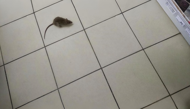 Смотрите какая живность бегает в дикси на строителей ))