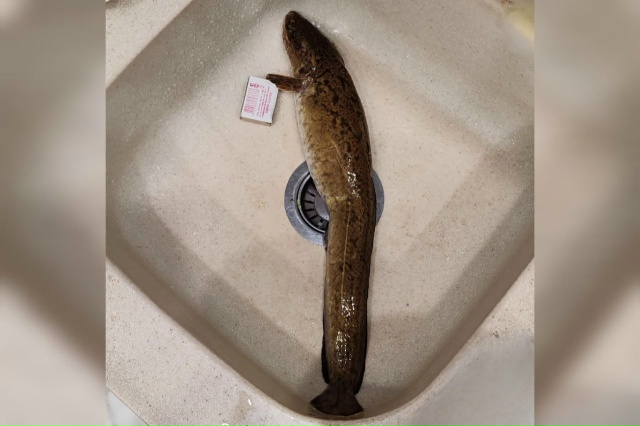 В Оренбургской области начался сезон ловли налима.
С п...