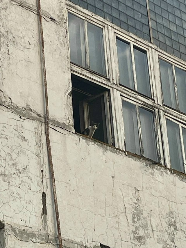 Выглядывает украдкой в окно Толя, с нетерпением ожидая...