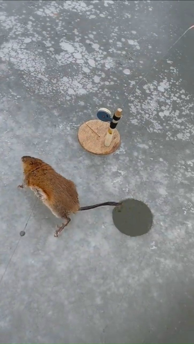 Каких только Щук не встретишь на рыбалке‼️ Улов подпи...