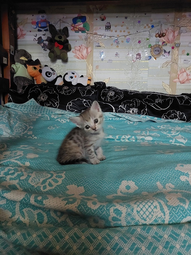 Отдадим котёнка в добрые руки, от британской кошки. Род...