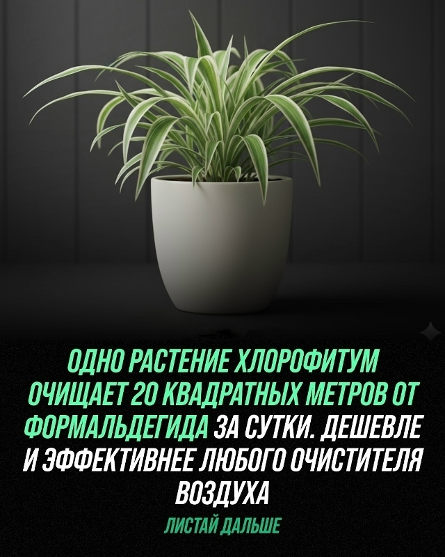 Комнатные растения — это не просто элемент декора, но ?...