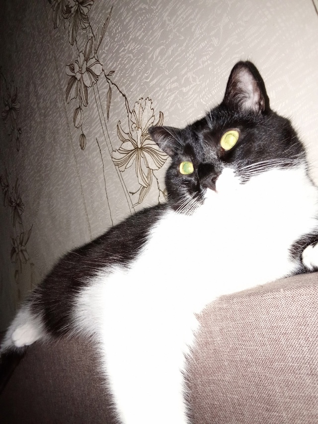 Жора