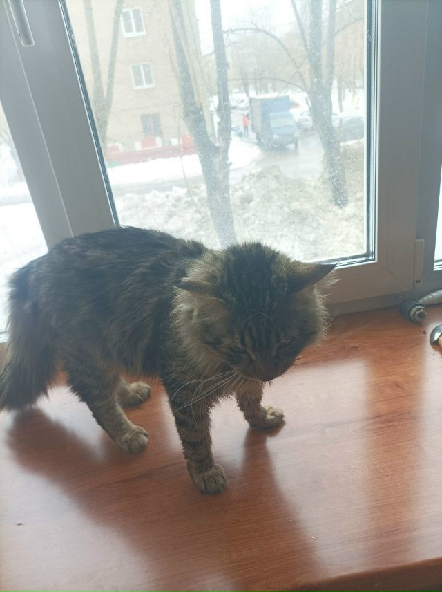 Пропал кот гулял по адресу закамская 83
Несколько дней ?...