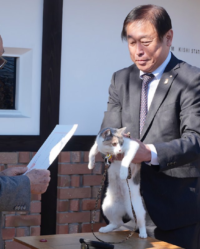 Хвостатая братва рвётся к власти: в Японии кота по имени Рокутама назначили смотрителем железнодорож