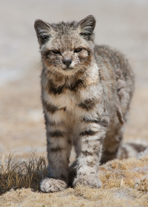 Это Андская кошка — один из самых редких и малоизученн...