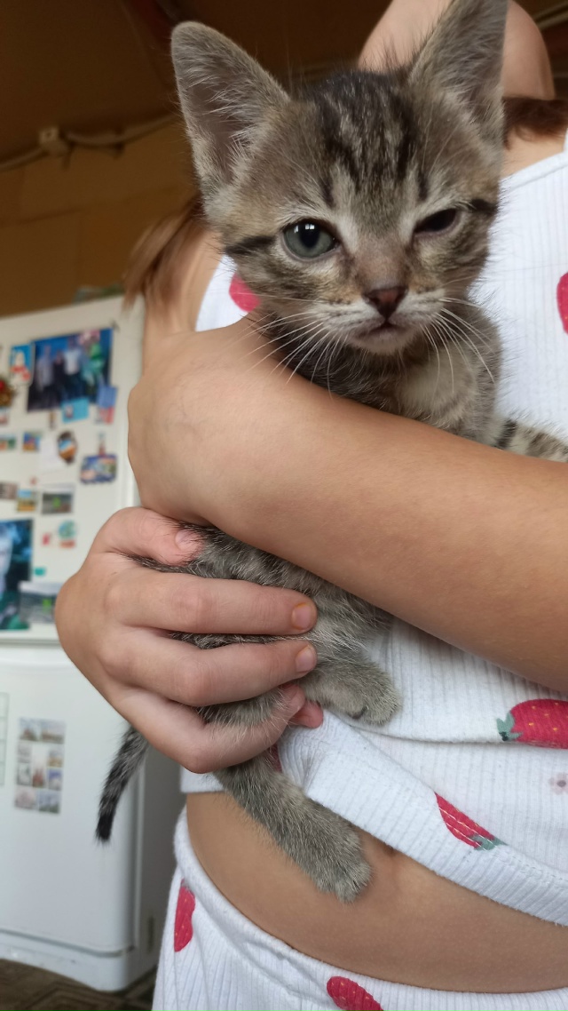 Отдам котенка,мальчик.89530016329