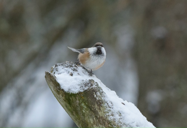 Привет! 👋
Фото: Олег Кулябин