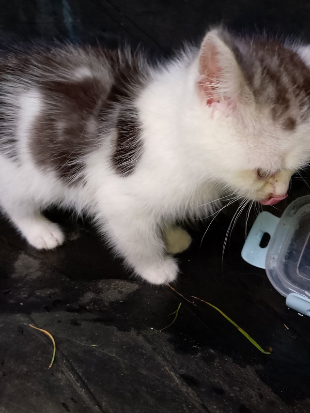 Нашли котят девочки несколько дней под забором лежали ...