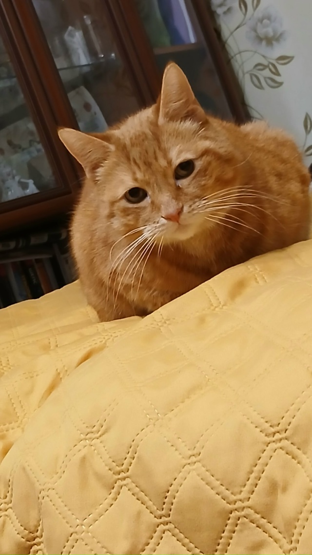 Рыжик- хомячок)