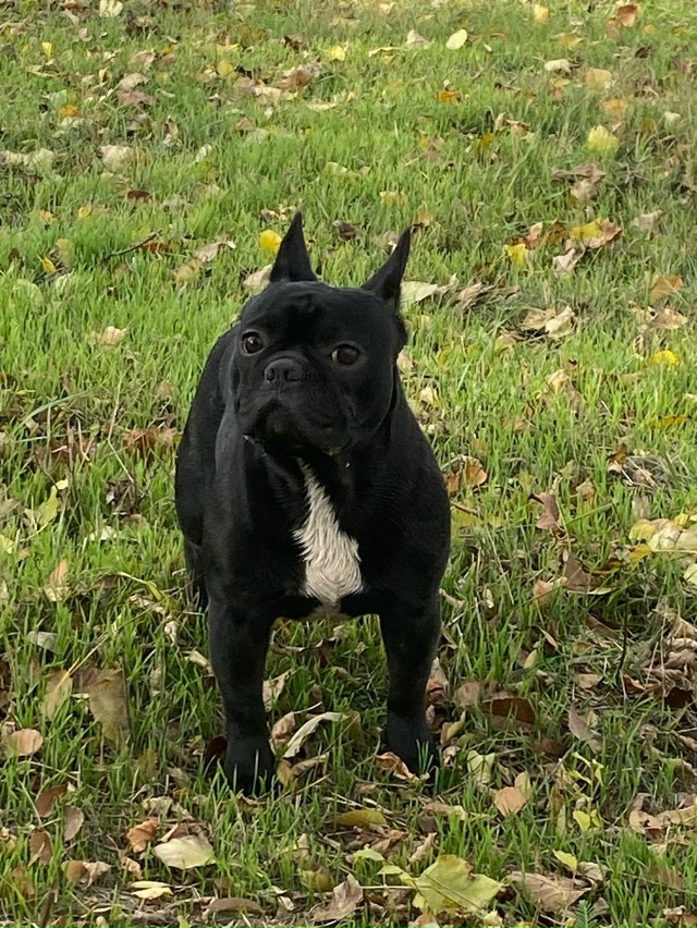 Кто потерял французского бульдога? Бегал по Королева. ?...