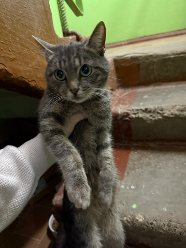 В доме по Свободы 86, прибилась с выходных кошечка . Вчер...