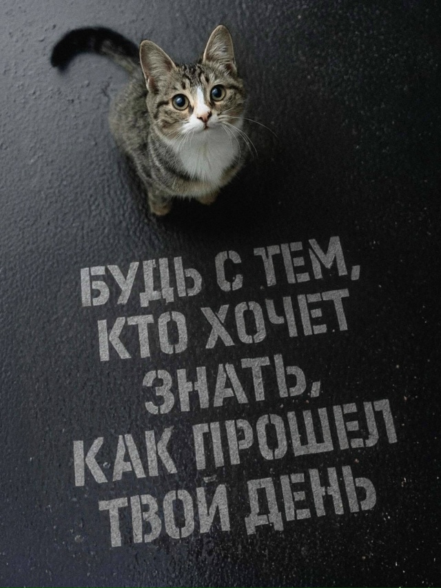 Советы от котиков