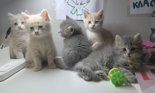 Отдаю котят в добрые руки. Пять плюшек, ласковых и озор?...